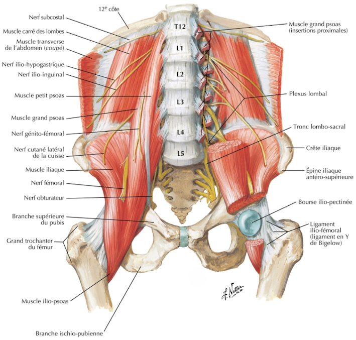 Planche anatomique montrant le muscle grand psoas et ses attaches