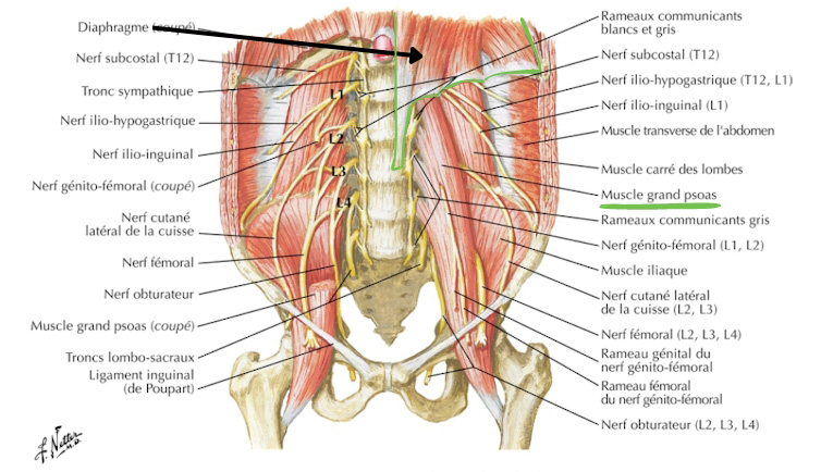 Planche anatomique du muscle psoas et du diaphragme