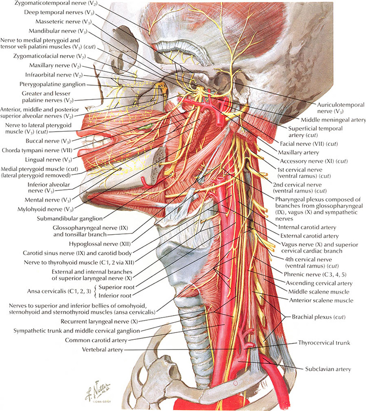 Planche anatomique des muscles du cou et de la région cervicale